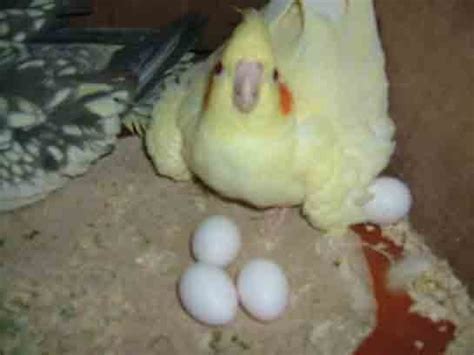 sultan papağanları çiftleştikten kaç gün sonra yumurtlar